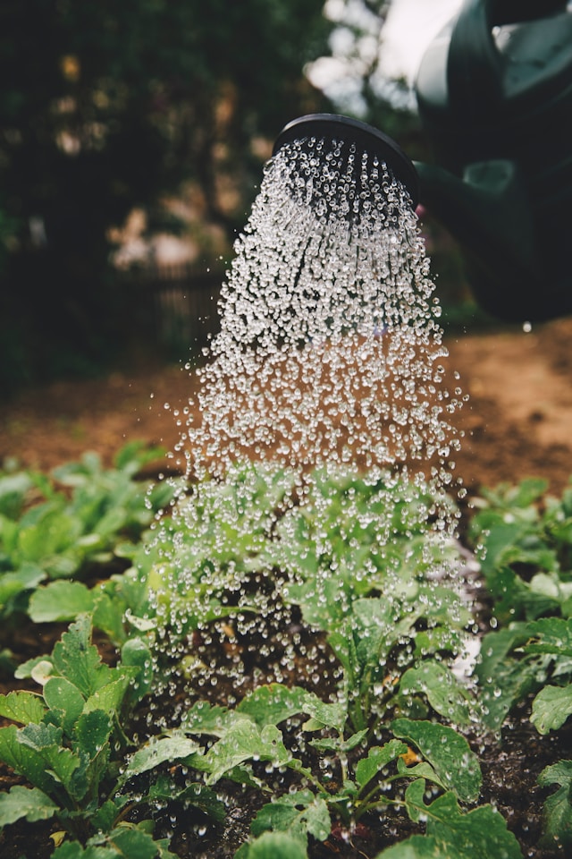 Een gieter die water giet over groeiende planten